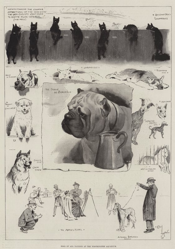 Dogs of All Nations at the Westminster Aquarium by Cecil Charles Windsor Aldin