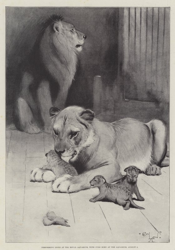 Performing Lions at the Royal Aquarium, with Cubs born at the Aquarium, 6 August by Cecil Charles Windsor Aldin