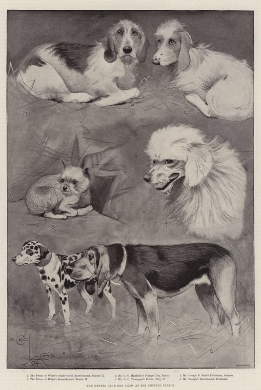The Kennel Club Dog Show at the Crystal Palace by Cecil Charles Windsor Aldin