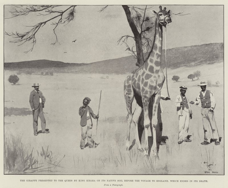 The Giraffe Presented to the Queen by King Khama on its Native Soil Before the Voyage to England, Which Ended in its Death by Cecil Charles Windsor Aldin
