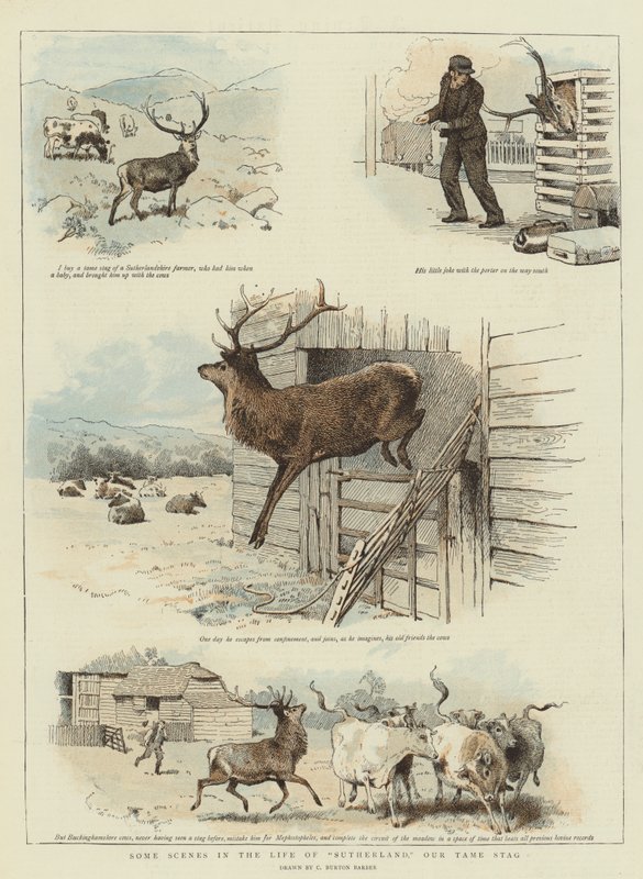 Some Scenes in the Life of Sutherland, Our Tame Stag by Charles Burton