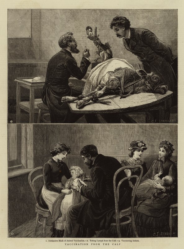 Vaccination from the Calf by Charles J. Staniland