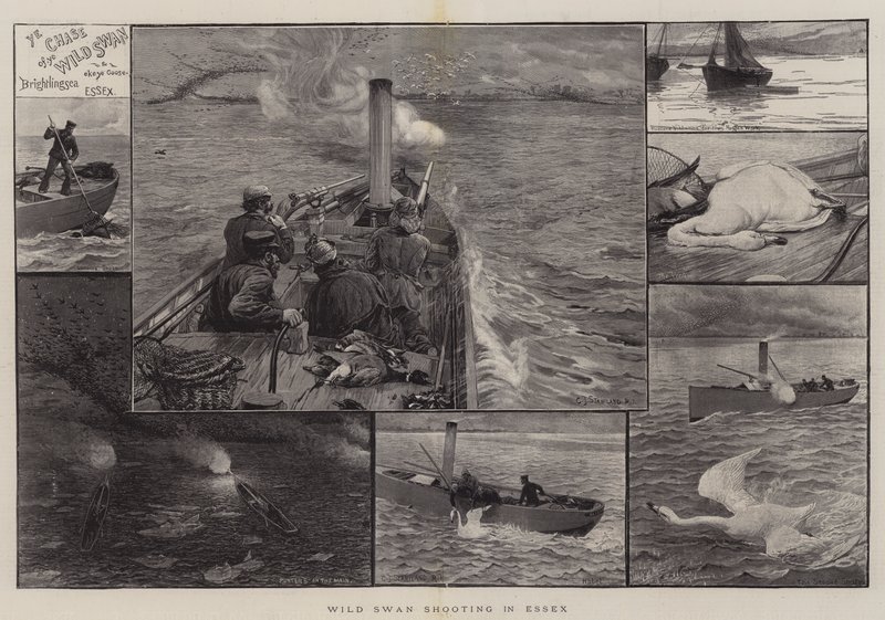 Wild Swan Shooting in Essex by Charles J. Staniland