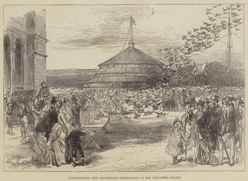 International and All-England Pigeon-Races at the Alexandra Palace by Sir John Charles Robinson