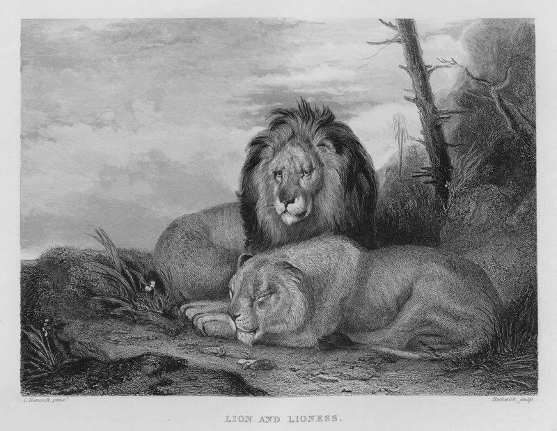 Lion and Lioness (engraving) by Charles (after) Hancock