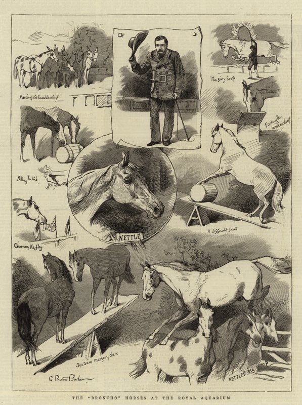 The Broncho Horses at the Royal Aquarium by Charles Burton