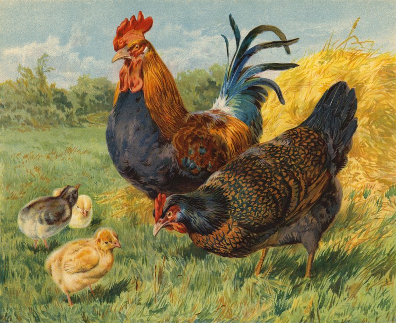 Chickens by Charles Collins