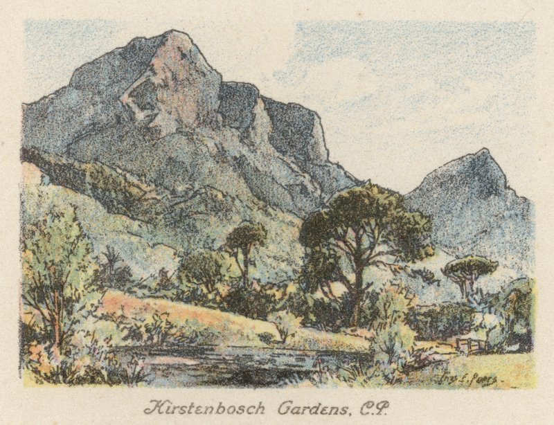 South Africa: Kirstenbosch Gardens, CP by Charles Ernest Peers