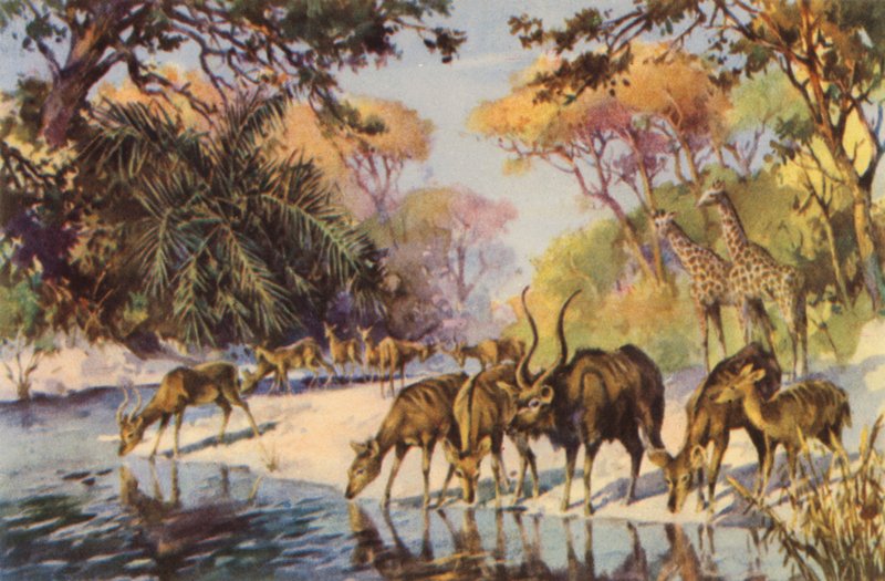 Kruger National Park, Transvaal by Charles Ernest Peers