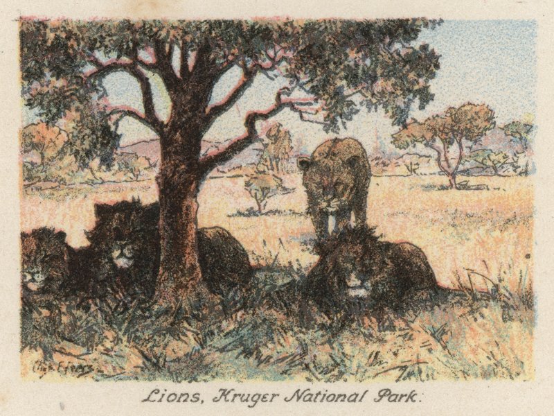 South Africa: Lions, Kruger National Park by Charles Ernest Peers