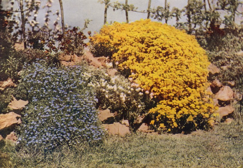 A Rockery Wall, Aubrietia, Sun Rose, Yellow Alyssum by Charles Essenhigh Corke