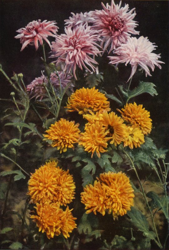 Border Chrysanthemums by Charles Essenhigh Corke