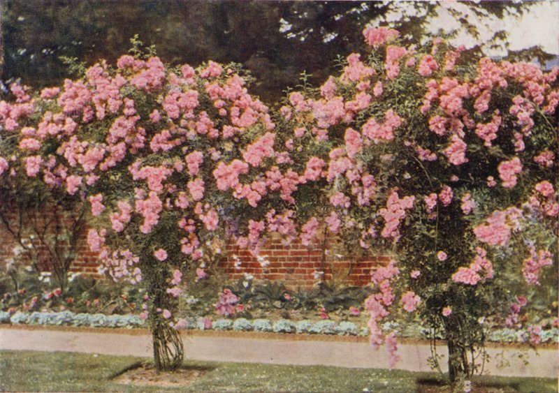 Climbing Rose Lady Godiva by Charles Essenhigh Corke