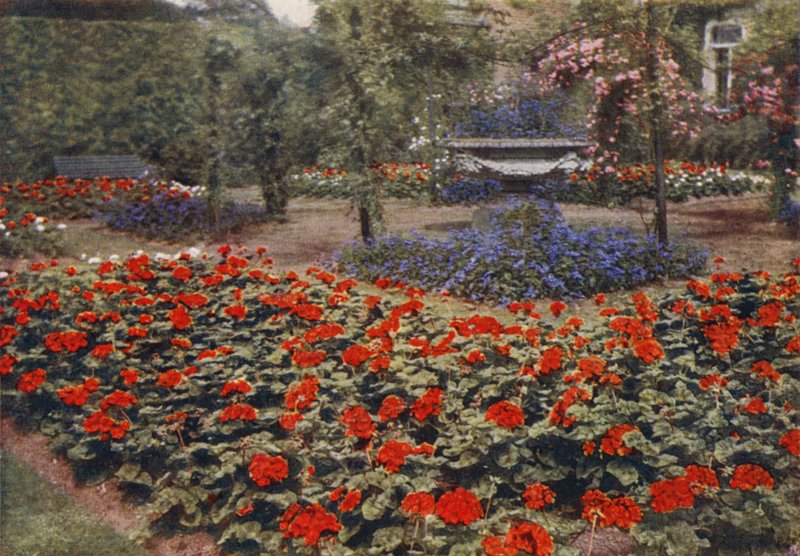Geranium Paul Crampel and Other Summer Flowers by Charles Essenhigh Corke