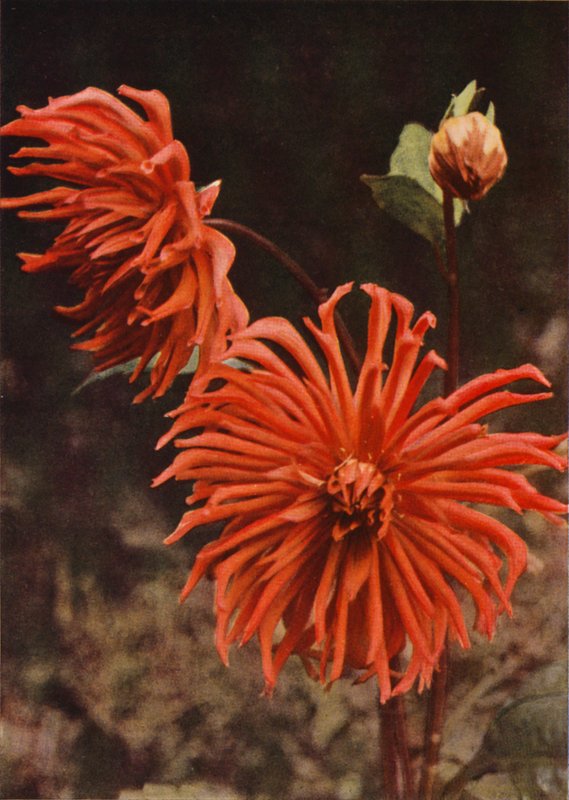 The Cactus Dahlia "Brisbane" by Charles Essenhigh Corke