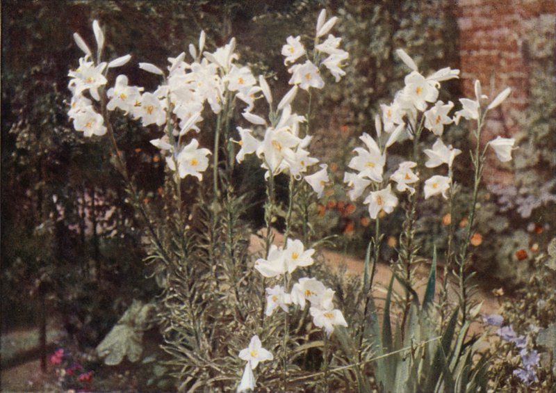 The Madonna Lily, Lilium candidum by Charles Essenhigh Corke