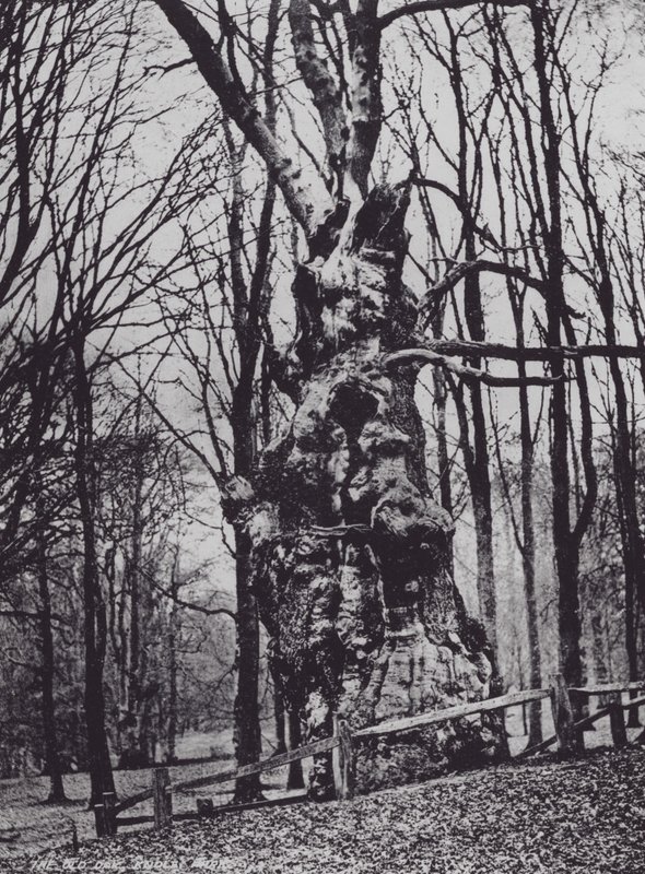 The Old Oak, Knole Park (b/w photo) by Charles Essenhigh Corke