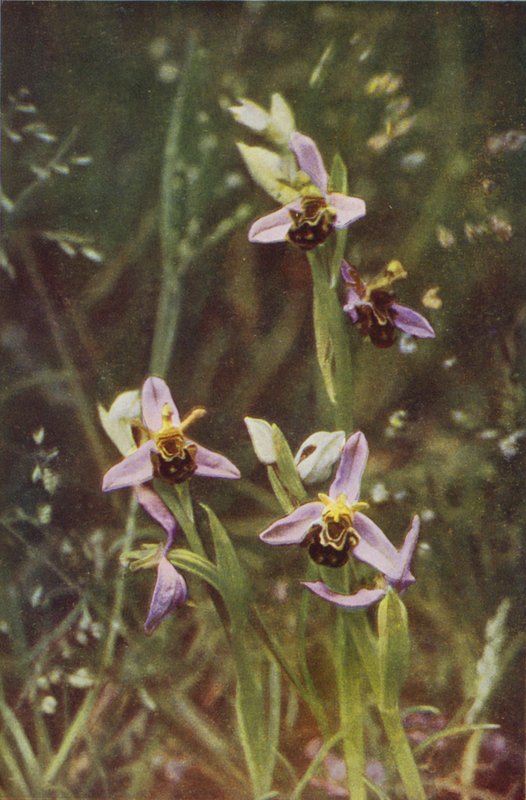 Wild Flowers: Bee Orchis by Charles Essenhigh Corke