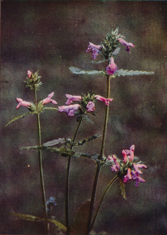 Wild Flowers: Betony by Charles Essenhigh Corke