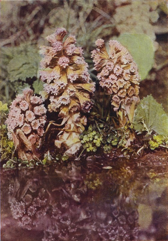 Wild flowers: Bitterbur by Charles Essenhigh Corke