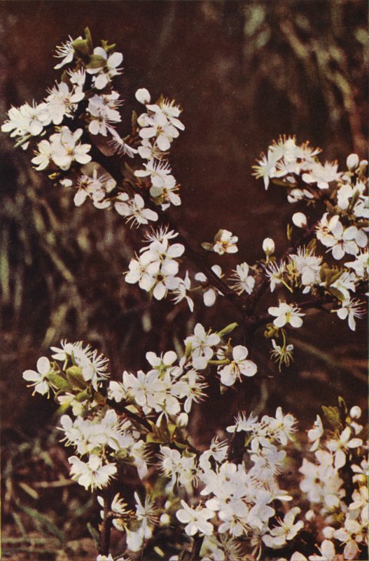 Wild flowers: Blackthorn by Charles Essenhigh Corke