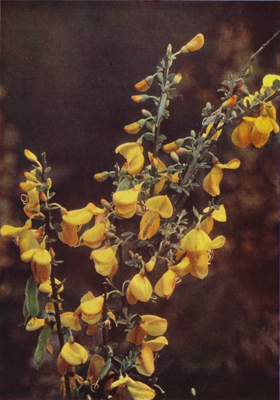 Wild Flowers: Broom by Charles Essenhigh Corke