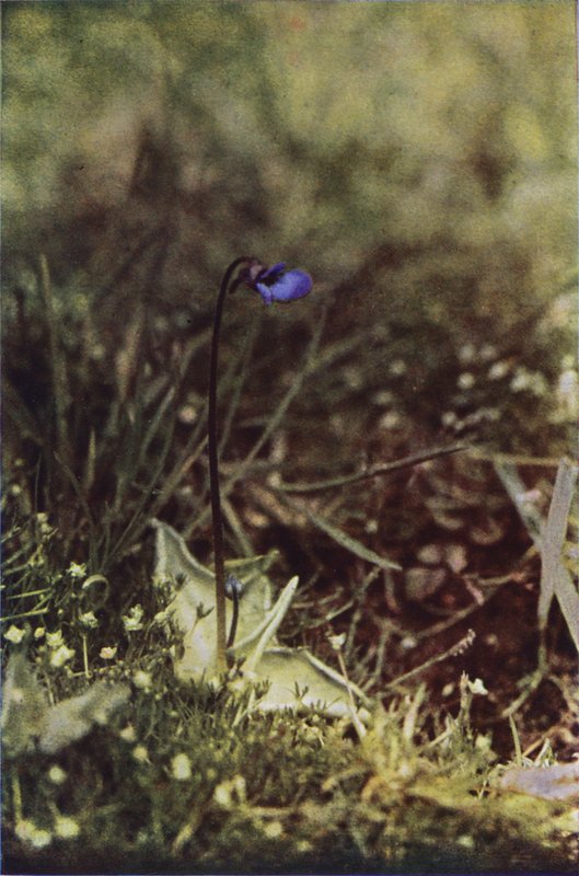 Wild Flowers: Butterwort by Charles Essenhigh Corke