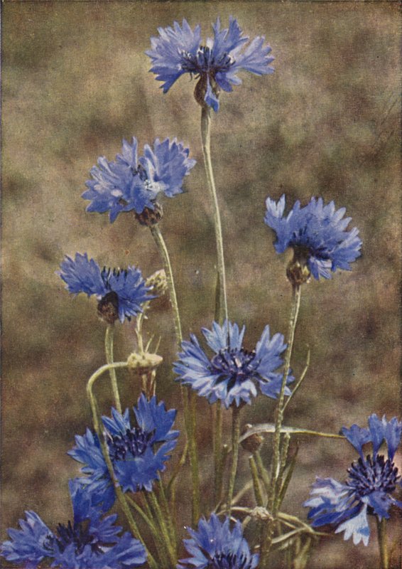 Wild Flowers: Cornflower by Charles Essenhigh Corke