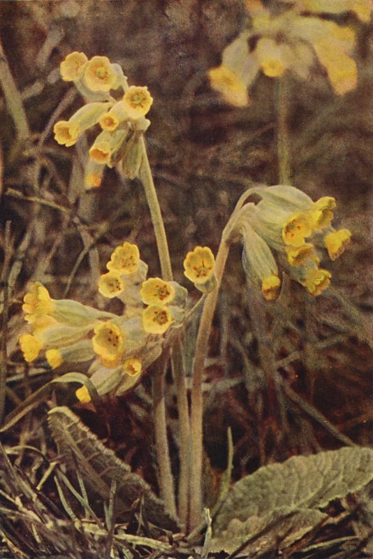 Wild Flowers: Cowslip by Charles Essenhigh Corke