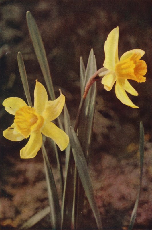 Wild flowers: Daffodil by Charles Essenhigh Corke