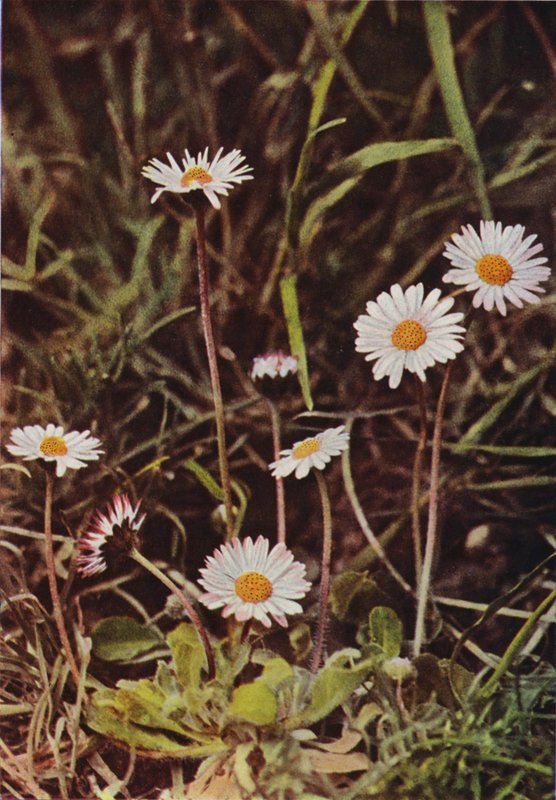 Wild Flowers: Daisy by Charles Essenhigh Corke