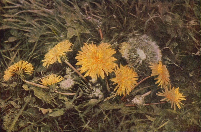 Wild Flowers: Dandelion by Charles Essenhigh Corke