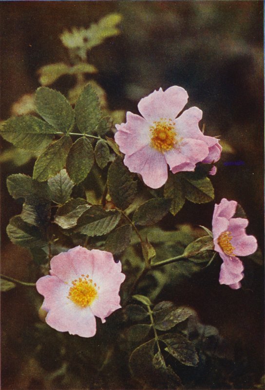 Wild Flowers: Dog Rose by Charles Essenhigh Corke