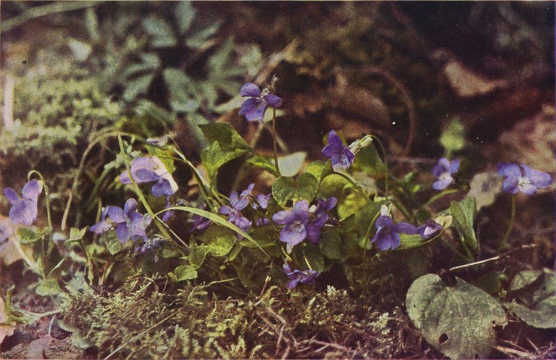 Wild flowers: Dog Violet by Charles Essenhigh Corke