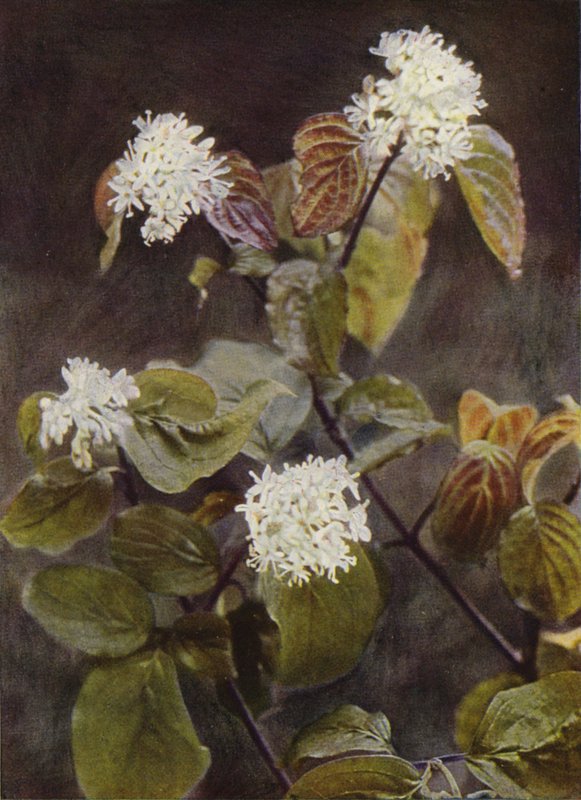 Wild Flowers: Dogwood by Charles Essenhigh Corke