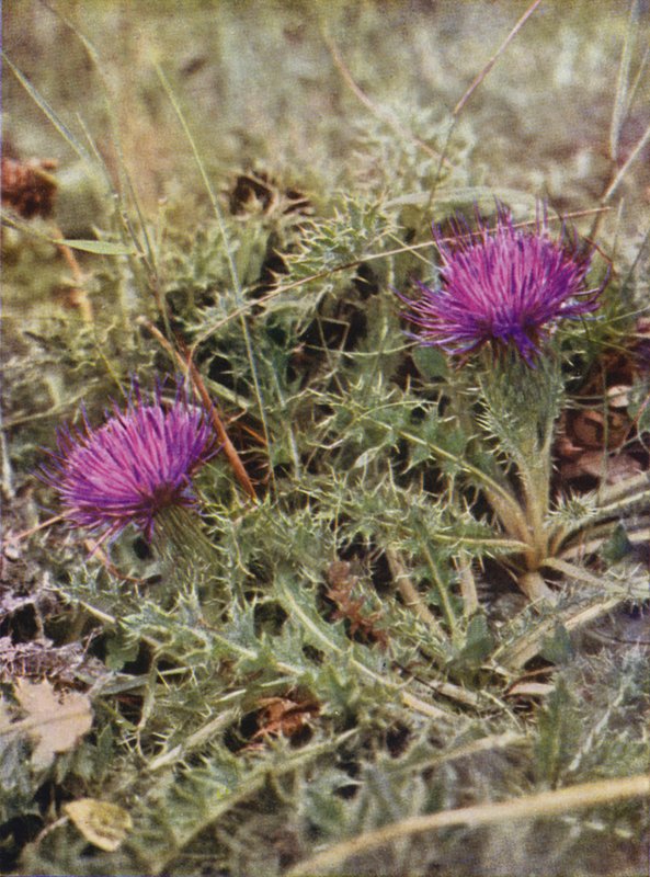 Wild Flowers: Dwarf Thistle by Charles Essenhigh Corke