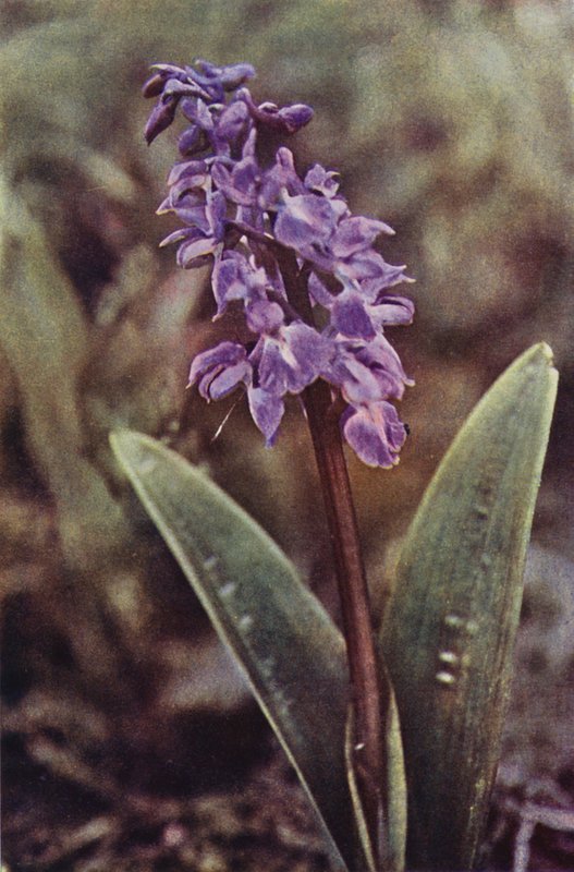 Wild flowers: Early Purple Orchis by Charles Essenhigh Corke