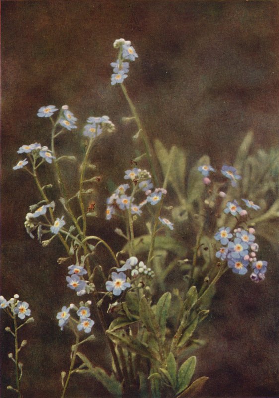 Wild flowers: Forget-Me-Not by Charles Essenhigh Corke