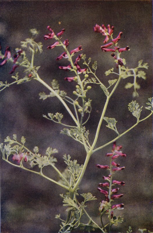 Wild flowers: Fumitory by Charles Essenhigh Corke