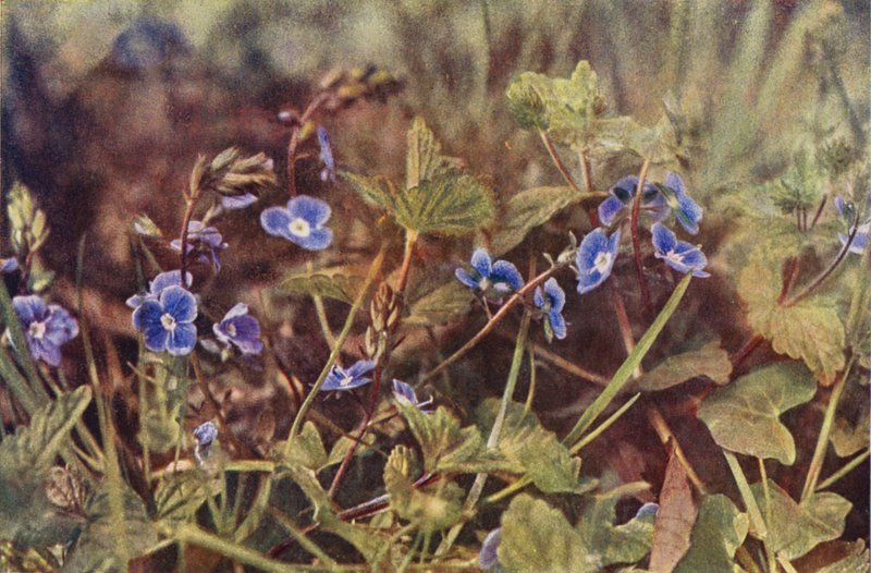 Wild flowers: Germander Speedwell by Charles Essenhigh Corke