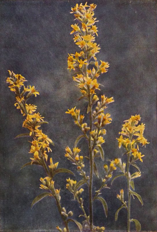 Wild flowers: Golden Rod by Charles Essenhigh Corke