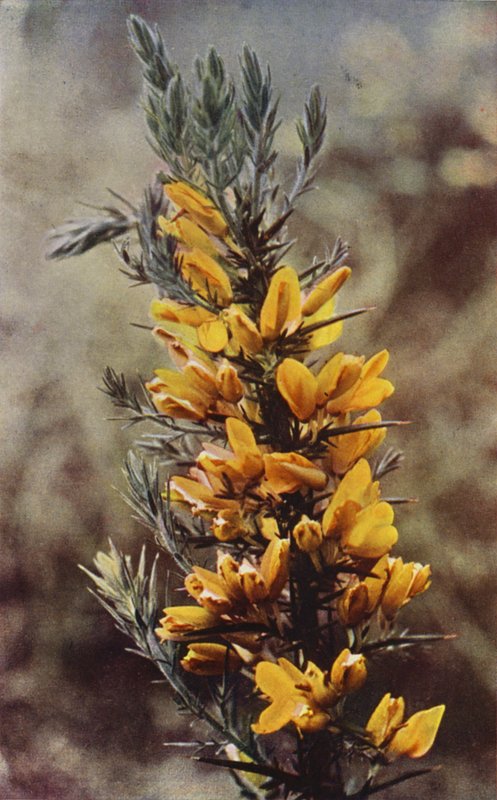 Wild flowers: Gorse by Charles Essenhigh Corke