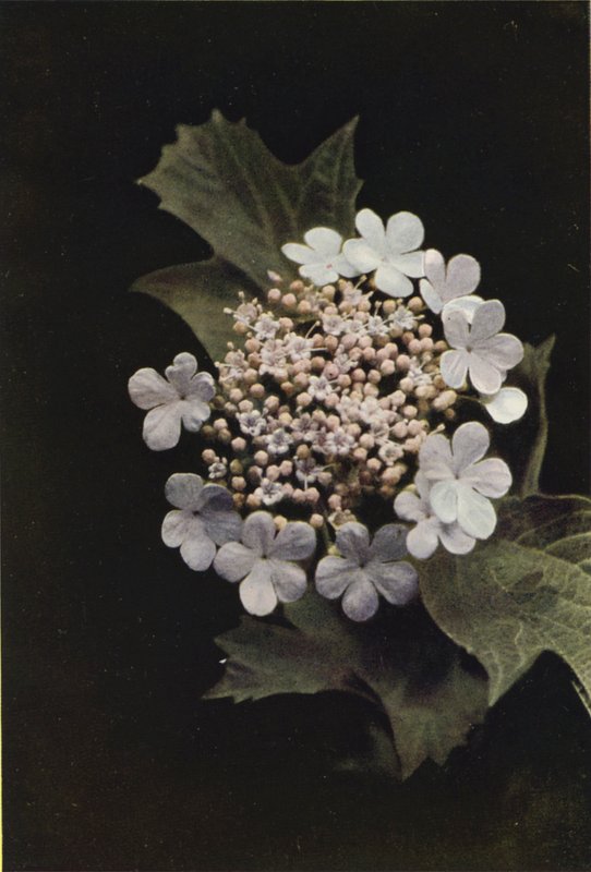 Wild Flowers: Guelder Rose by Charles Essenhigh Corke