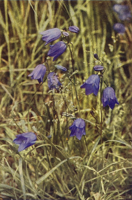Wild Flowers: Hairbell by Charles Essenhigh Corke