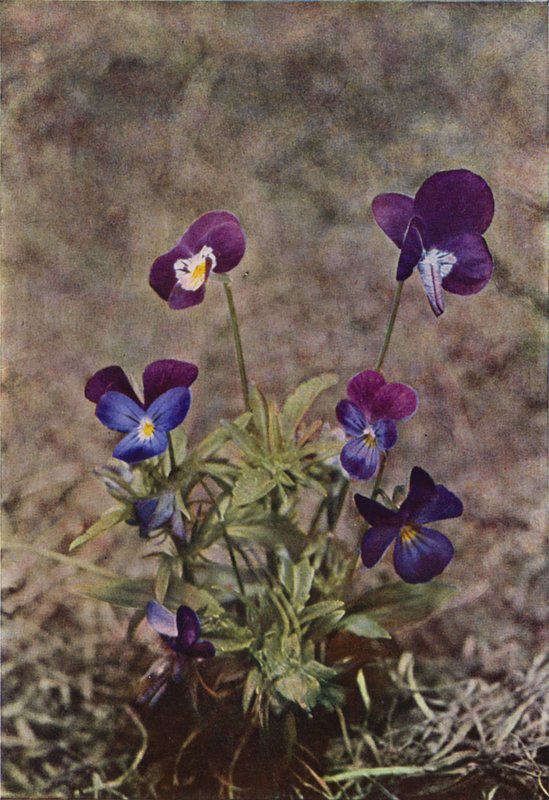 Wild flowers: Heartsease by Charles Essenhigh Corke