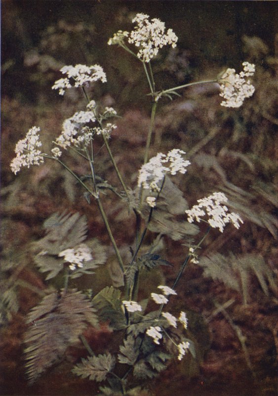Wild Flowers: Hedge Parsley by Charles Essenhigh Corke