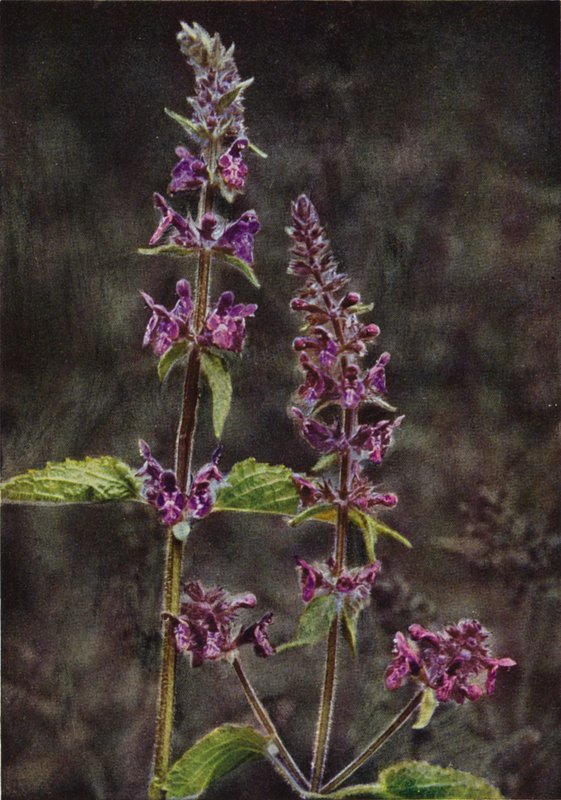Wild Flowers: Hedge Stachys by Charles Essenhigh Corke