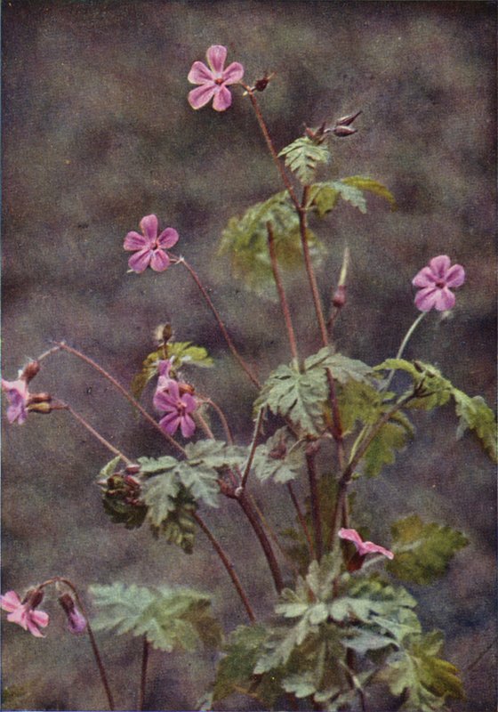 Wild Flowers: Herb Robert by Charles Essenhigh Corke