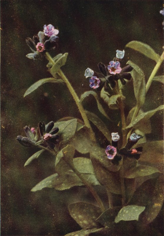 Wild Flowers: Lungwort by Charles Essenhigh Corke