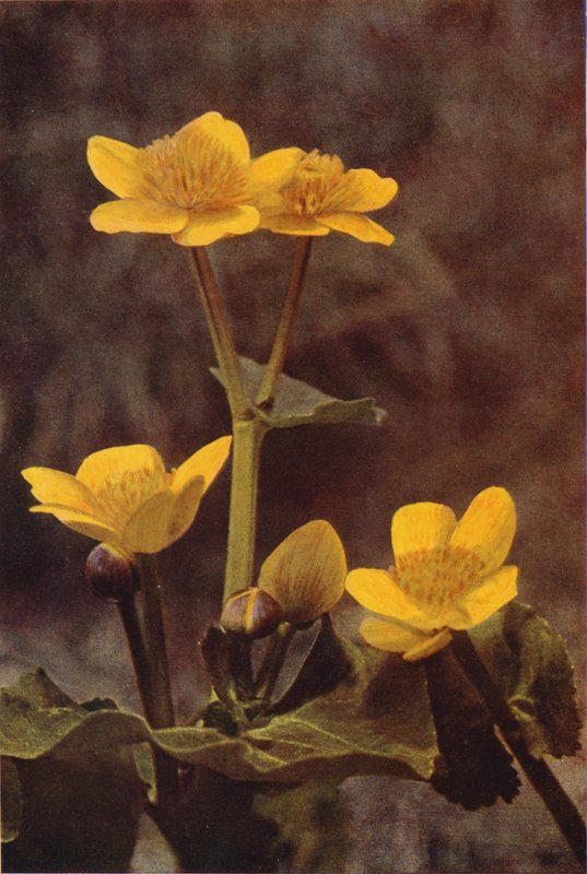Wild flowers: Marsh Marigold by Charles Essenhigh Corke